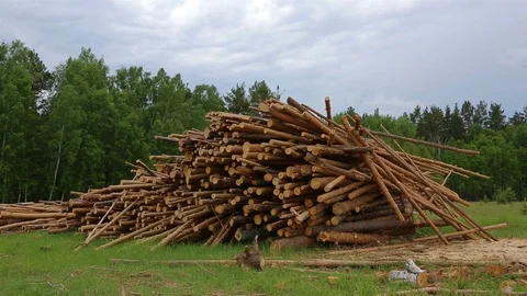 Pile of logs in the forest. Stock Footage 110785959