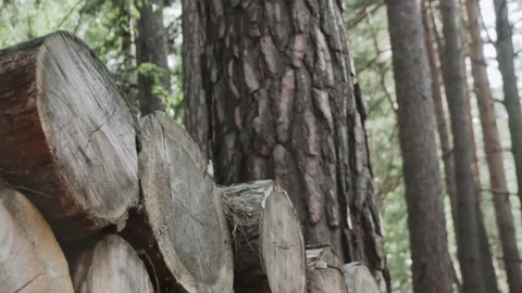 A pile of logs in the forest Stock Footage 156902679