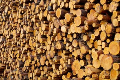 A pile of logs in a forest 库存照片