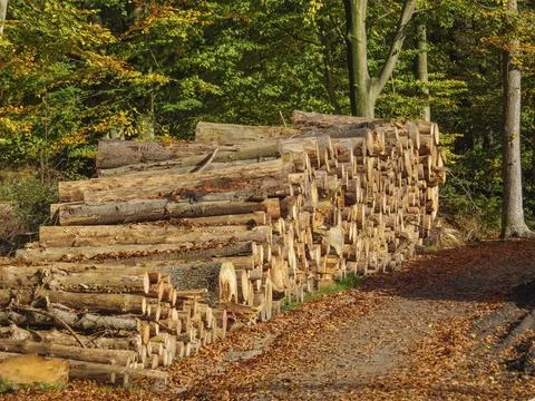 A pile of logs next to a forest path, surrounded by autumn coloured leaves, Foto stock