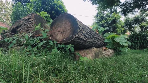 A pile of logs part 1 Video stock 220395431
