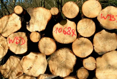 A pile of logs Stock Photos