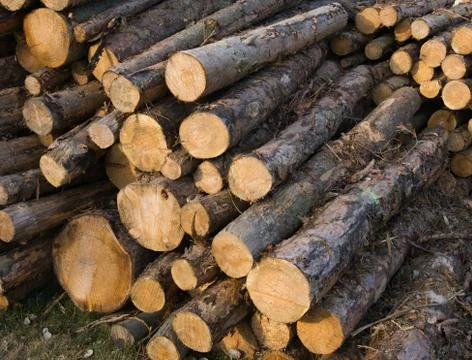 Pile of logs Stock Photos