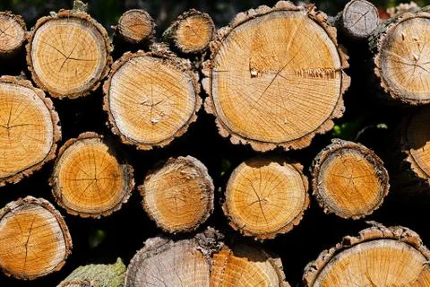 Pile of logs Stock Photos