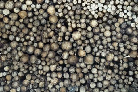 Pile of Logs Stock Photos