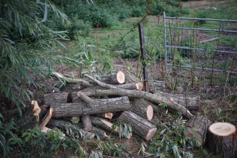 Pile of logs Stock Photos
