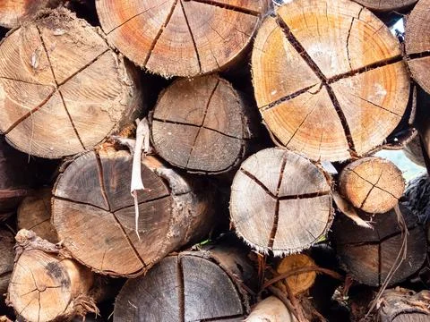 A pile of logs Stock Photos