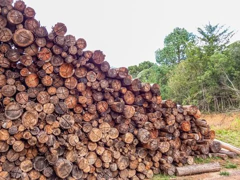 A pile of logs Stock Photos