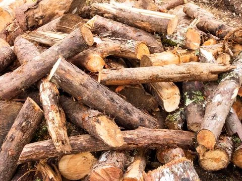 A pile of logs Stock Photos