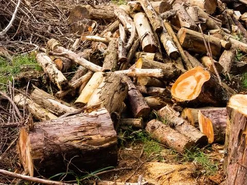 A pile of logs Stock Photos