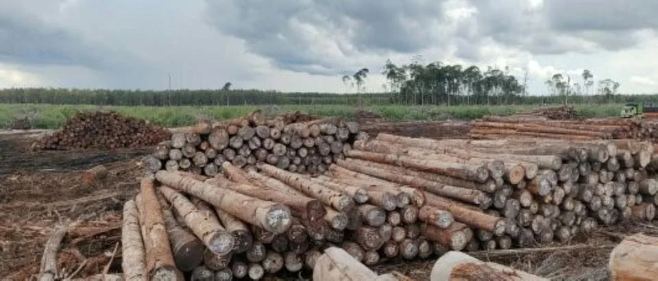 Pile of logs Stock Photos