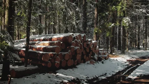Pile of logs piled up in a dense winter forest Stock Footage 247373619
