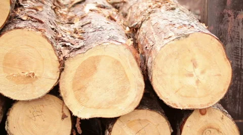Pile of logs processing of biofuels Stock Footage 61035689