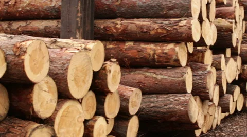 Pile of logs processing of biofuels Stock Footage 61036065