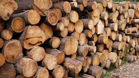 Pile of logs processing Stock Footage 245023105