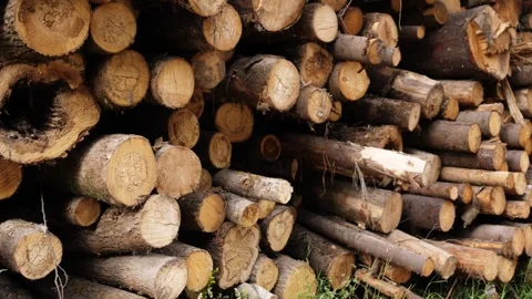 Pile of logs processing Stock Footage 245023193