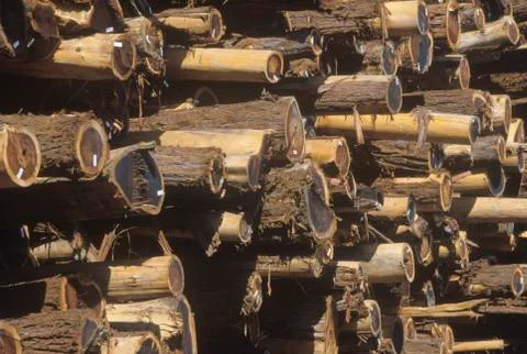 A pile of logs tagged for processing at a lumber mill in Willits, California Stock Photos