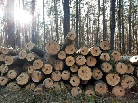 A pile of logs of trees cut down for sale with codes on the ends Foto stock