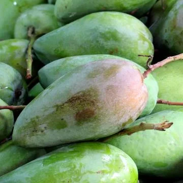 Pile of mango Stock Photos