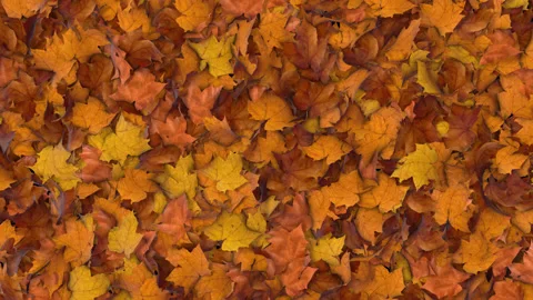 Pile of Maple Leaves Getting Blown With Wind and Revealing Background. Stock Footage 221001453