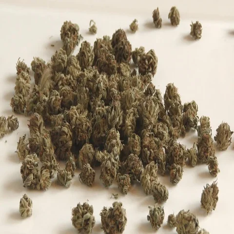 A Pile Of Marijuana Buds Fall Onto White Surface Video stock 69511589