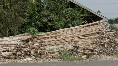 Pile of Melaleuca cajuputi tree trunks on the roadside Stock Footage 158409861