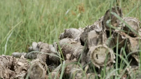 Pile of Melaleuca cajuputi's tree trunk, closeup Stock Footage 158408759