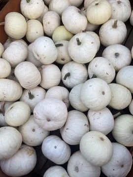 Pile of mini white pumpkins in the fall Stock Photos