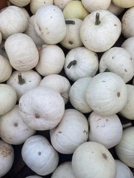 Pile of mini white pumpkins in the fall Stock Photos
