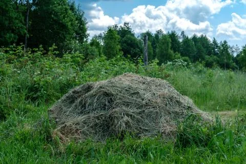 A pile of mowed grass. Stock Photos