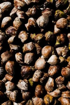 A pile of nuts close up portrait Stock Photos