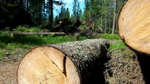 Pile og logs in forest Stock Footage 39478786