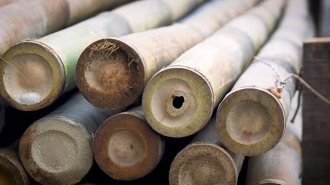 Pile of old bamboo	 Stock Footage 280089183