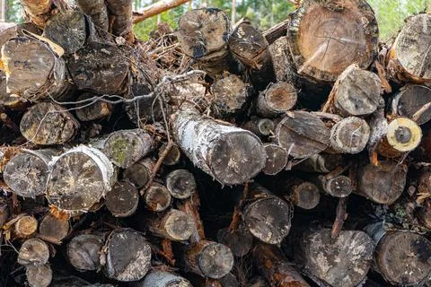 A pile of old cut trees lying in the forest under the open sky Stock Photos