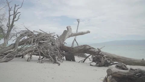 A pile of old tree trunks left on the coast of Maluku Indonesia Stock Footage 213918241