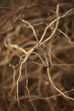 Pile of old weeping willow tree branches in a spring garden Foto stock