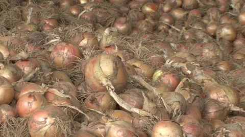 Pile of onion drying Vídeo Stock 41130733