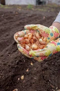 Pile of onion sets in cupped hands wearing bright gardening gloves against .. 写真素材