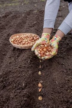 Pile of onion sets in cupped hands wearing bright gardening gloves against .. 写真素材