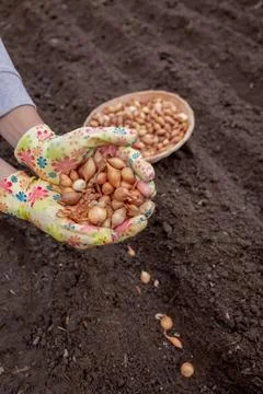 Pile of onion sets in cupped hands wearing bright gardening gloves against .. 写真素材