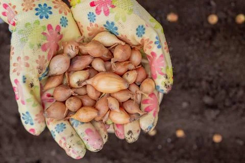 Pile of onion sets in cupped hands wearing bright gardening gloves against .. 写真素材
