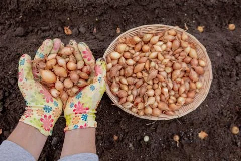 Pile of onion sets in cupped hands wearing bright gardening gloves against .. 写真素材