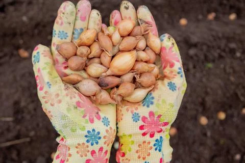 Pile of onion sets in cupped hands wearing bright gardening gloves against .. 写真素材