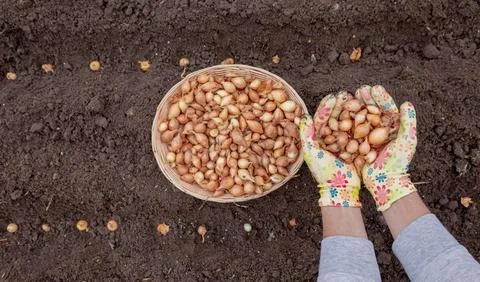 Pile of onion sets in cupped hands wearing bright gardening gloves against .. 写真素材