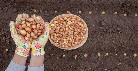 Pile of onion sets in cupped hands wearing bright gardening gloves against .. 写真素材