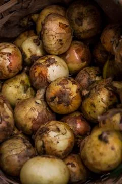 Pile of Onions Stock Photos