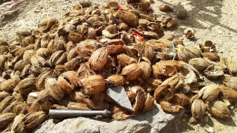 Pile of opened or broken shell coconuts outside temple used as holy offering  Stock Photos