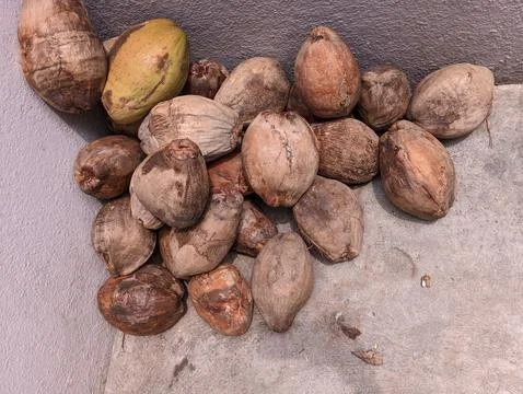 Pile or stack or group of dry coconut in a store house Stock Photos