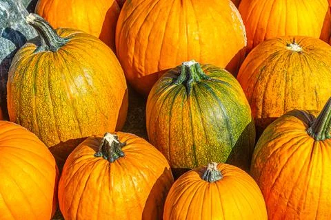 Pile of orange fall pumpkins 스톡 사진