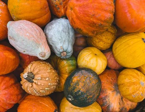 Pile of Orange Pumpkins Gourds Pattern Background. Autumn Harvest Stockfoto's